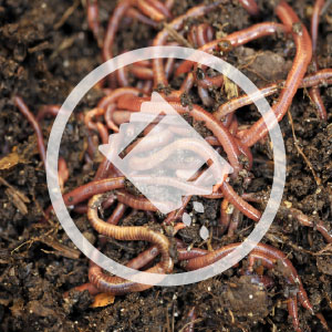 Vermicomposting