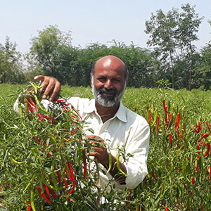 Cashing in on Organic Cultivation